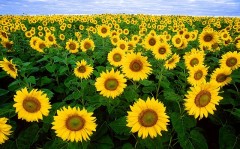 sunflower-11574_640